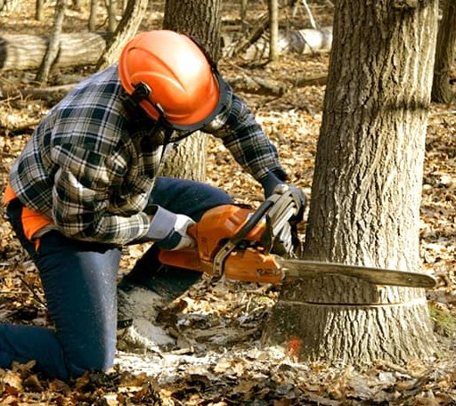 Tree Removal in Putnam, OK